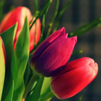 tulips
