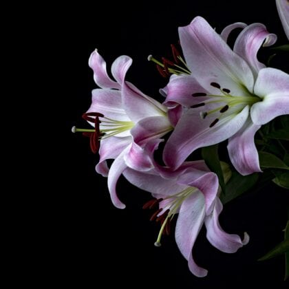 lily