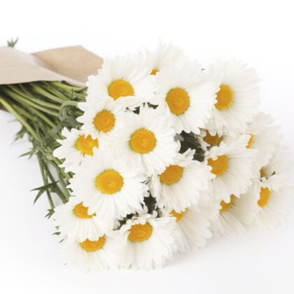 Daises