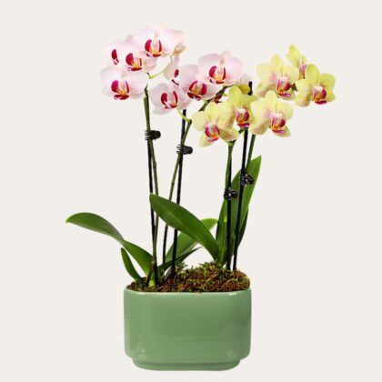 Yellow and Pink Orchid