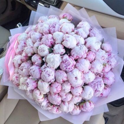 50 Pink Peonies in Soft Blush