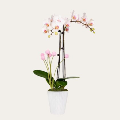 Luxury White Orchid Bouquet Dubai – Same-Day Delivery