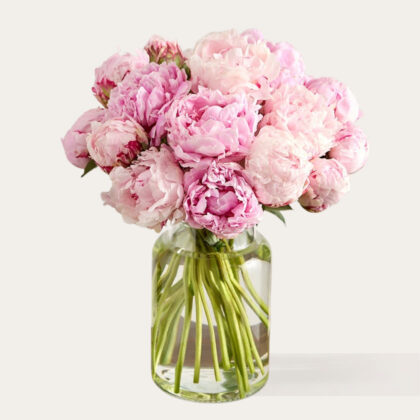 Peonies | Pink with Vase