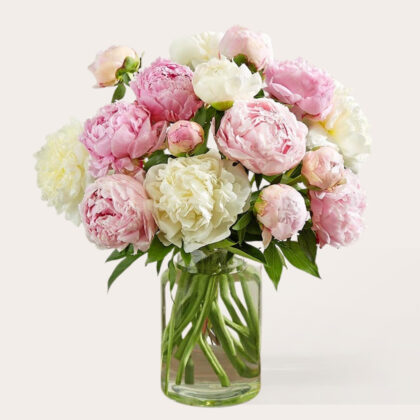 Peonies | White & Pink with Vase
