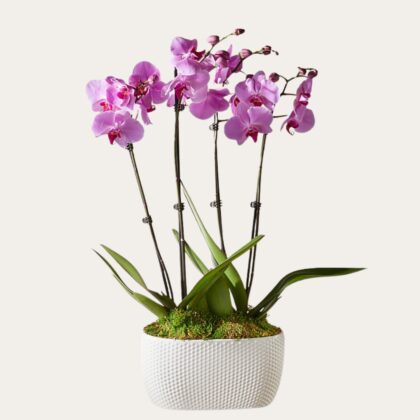 Pink Orchid– Same-Day Flower Delivery