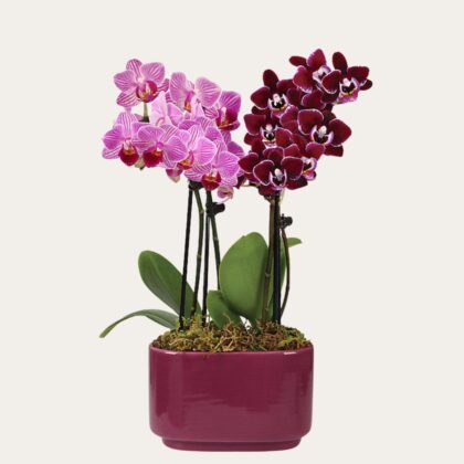 Pink & Purple Orchid– Luxury Gift for Her