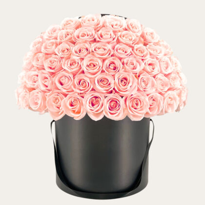 Premium 100 Baby Pink Roses with Black Box | Luxury Dome-Shaped Flowers