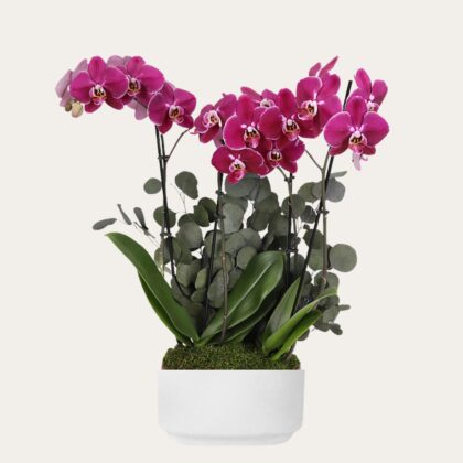 Premium Purple Orchid - Same Day Delivery