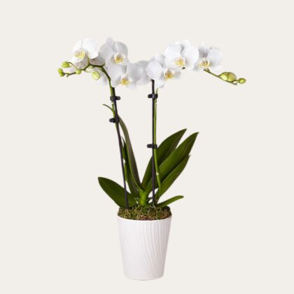 Pure White Phalaenopsis Orchid Box UAE – Sympathy & Wedding