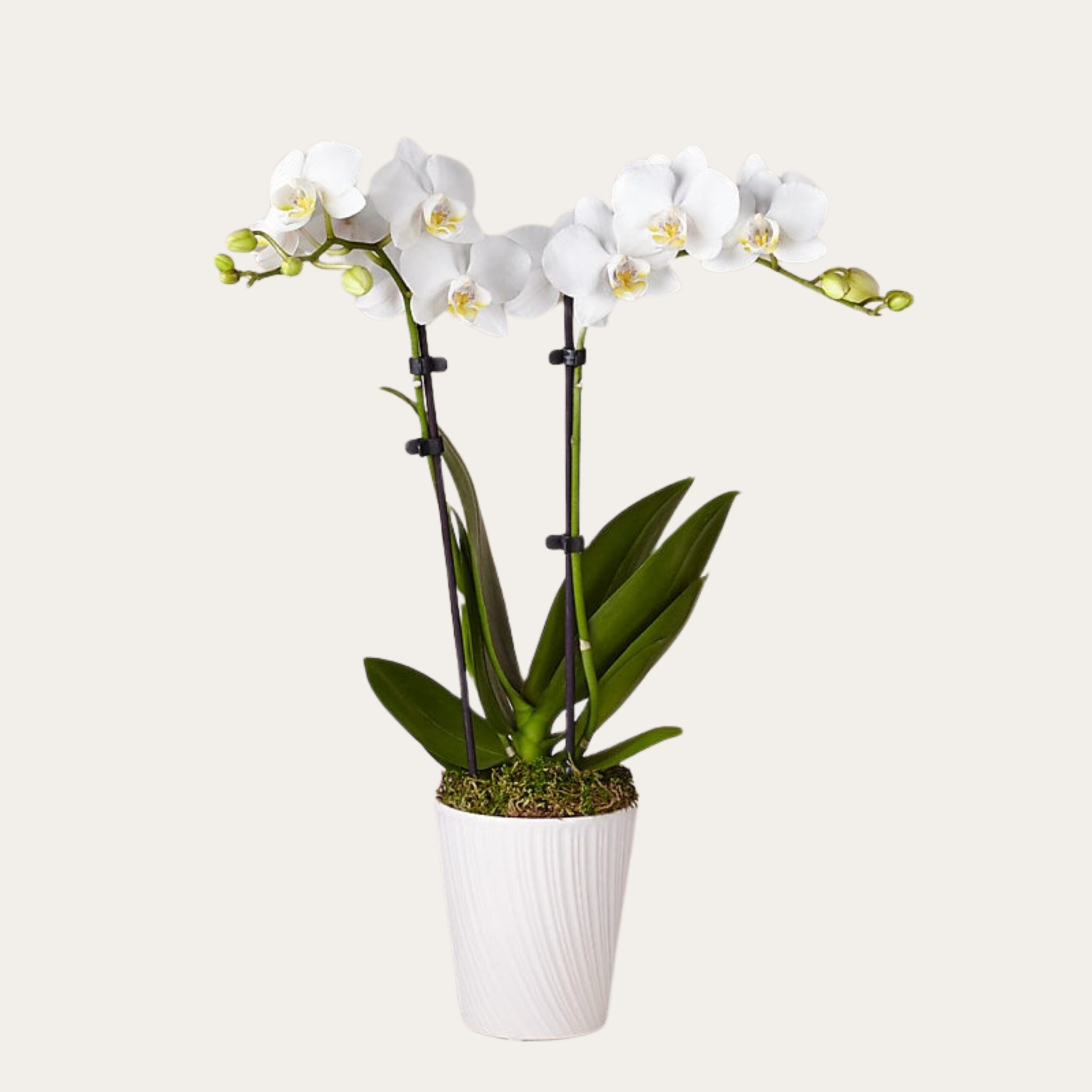 Pure White Phalaenopsis Orchid Box UAE – Sympathy & Wedding