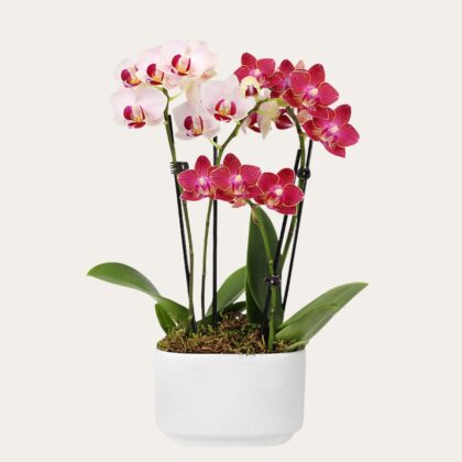 Red and Light Pink Orchid - Anniversary & Birthday