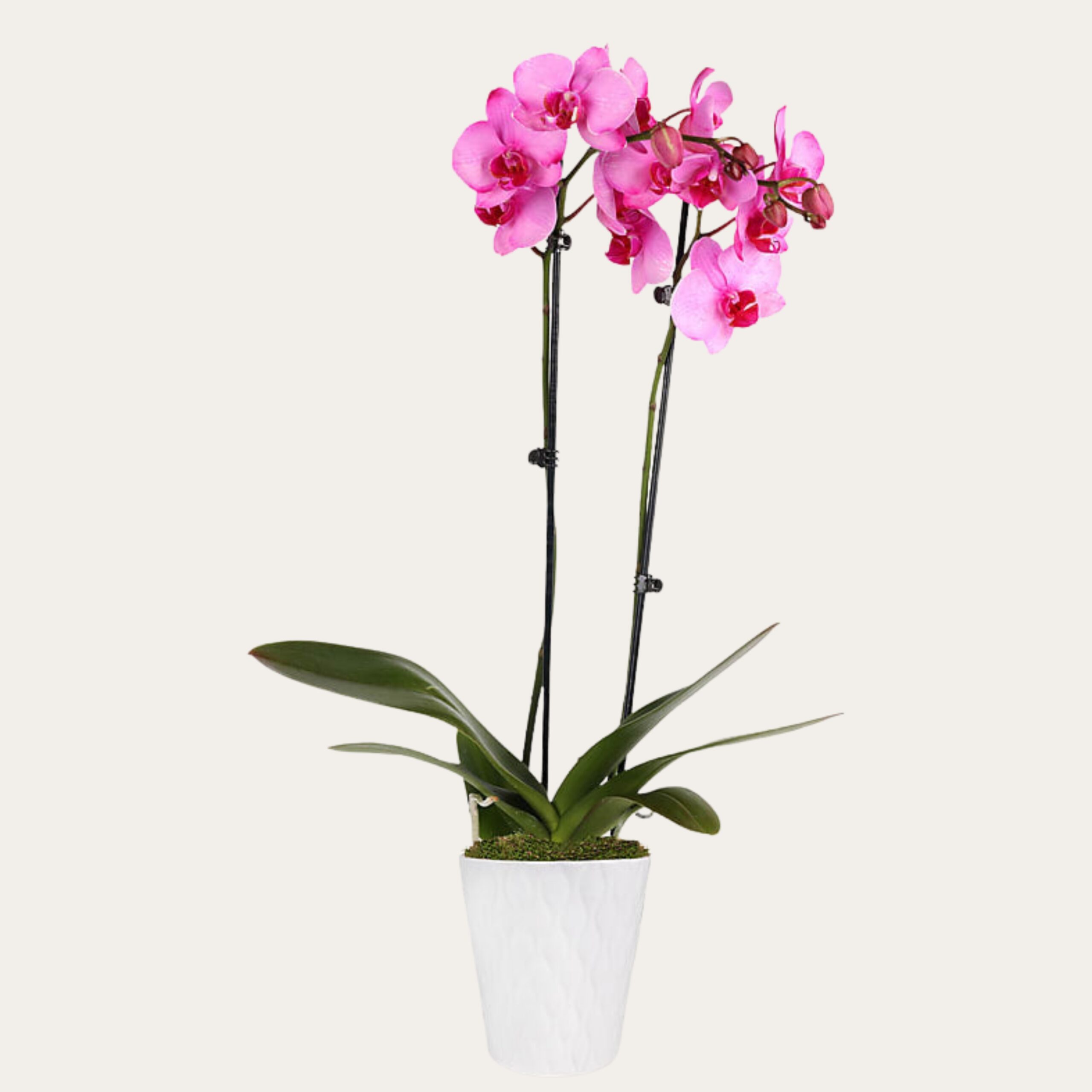 Romantic Pink Orchid Bouquet Dubai – Anniversary Flowers UAE