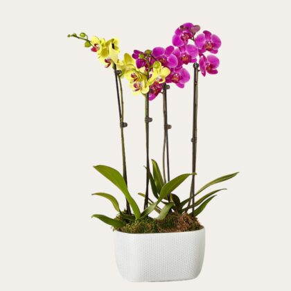 Yellow and Purple Orchid - Deluxe Plant Gift Dubai
